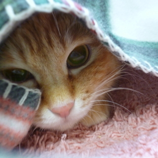 茶トラ女子♪ぜ～んぶまん丸♪あい