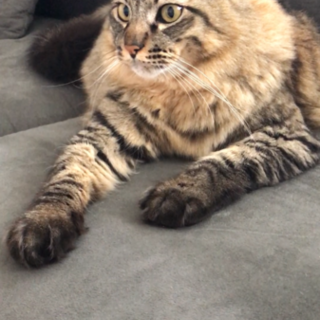 すごく可愛い子です、素敵な家族を探しています！