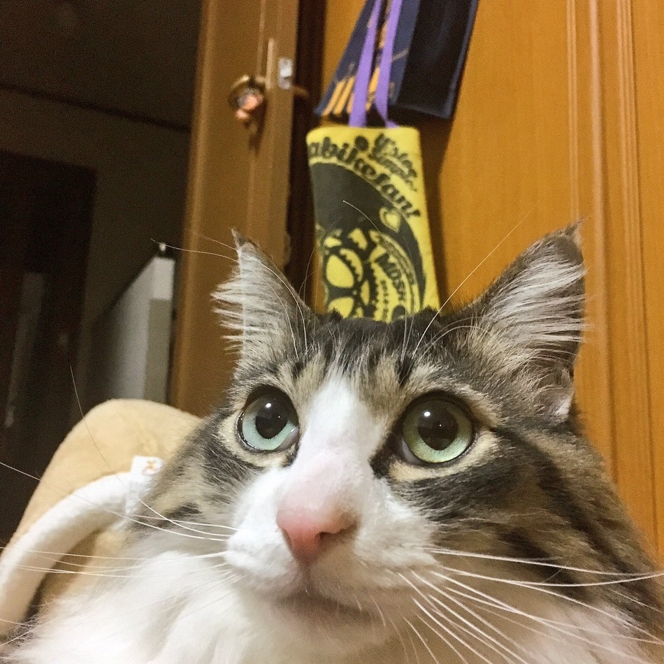 チャムのカバー写真