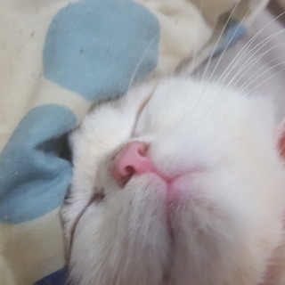 スコティッシュフォールドの女の子です