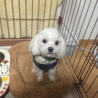 マルチーズ  