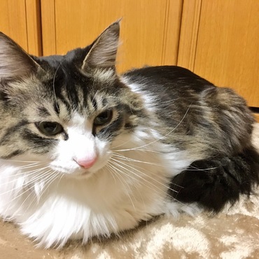 イケメンチャムくん