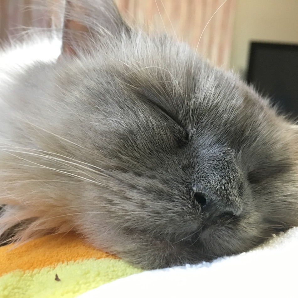 ララのカバー写真