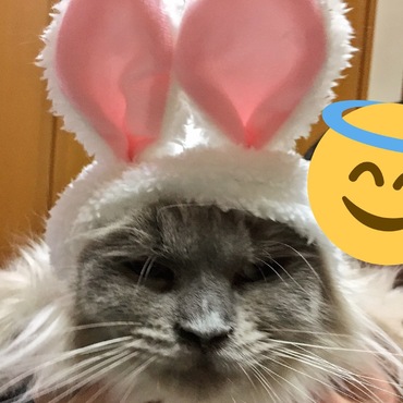 ウサギ耳を付けられてご不満なララちゃん