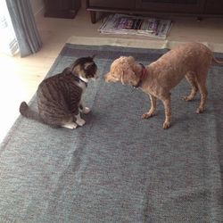 「トムさん、もうすぐ１年か」サムネイル1