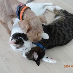 「トムさん、もうすぐ１年か」サムネイル3