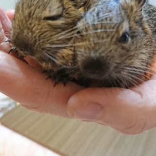 デグーの赤ちゃん、キャンセル出た為再投稿
