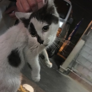 子猫の里親になってくれる方