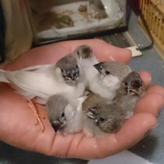 里親決まりました。ありがとうございました。