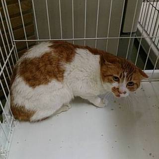 【引出完了！一時預かり様宅より里親募集】ふてにゃん