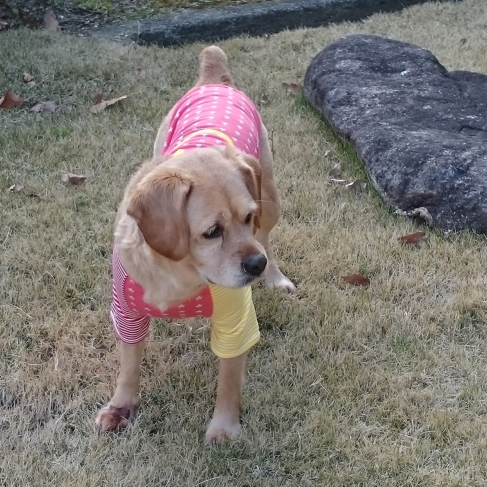 あられのカバー写真