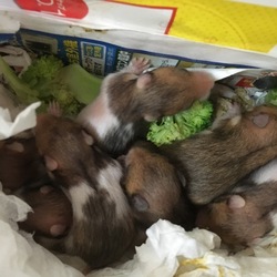 育児ノイローゼ