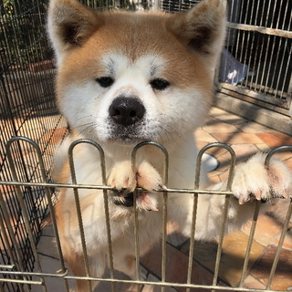 赤毛の秋田犬 オス ※必ず詳細をご覧ください。