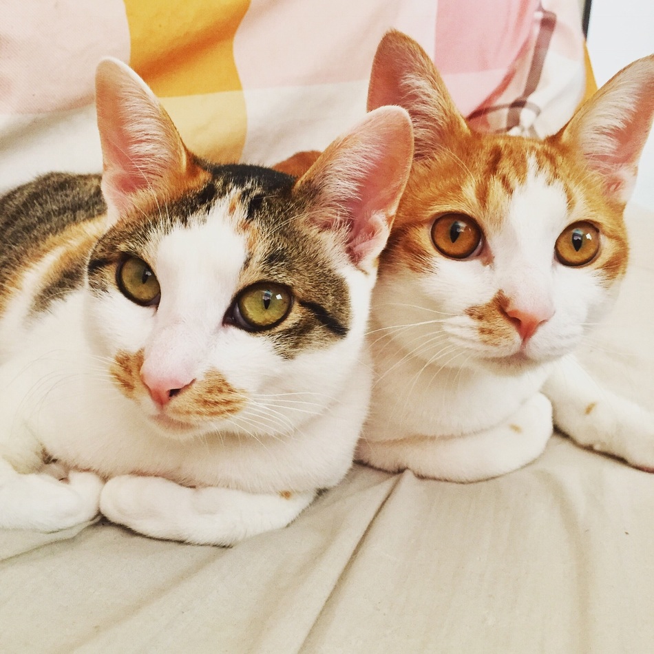 カンのカバー写真