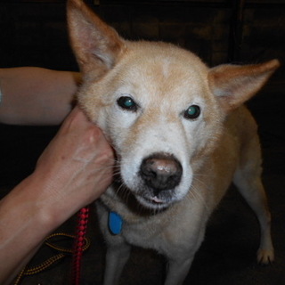 殺処分対象です