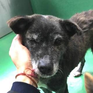 殺処分対象です