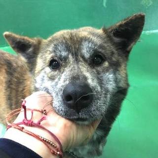 殺処分対象です