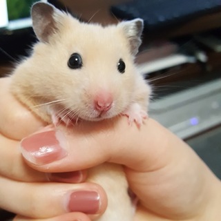 キンクマハムスター男の子2匹