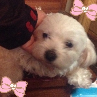 マルチーズ メス