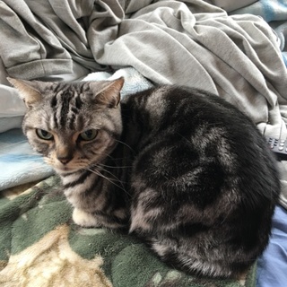 血統書付きのアメリカンショートヘアーです