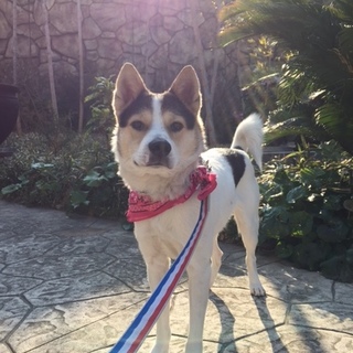 スマートな脚長犬。性格温厚。シャイなひょうきん者。