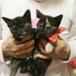 「サビトラの里緒ちゃんと舞ちゃん」サムネイル2