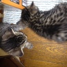 母親は血統書付のベンガルで元気のいい子猫です！ サムネイル2