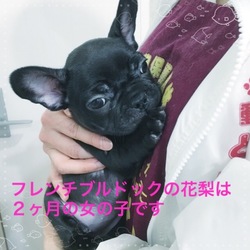 非営利動物保護団体ととのん『ととのんハウス』