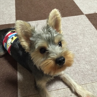 ヨークシャーテリア