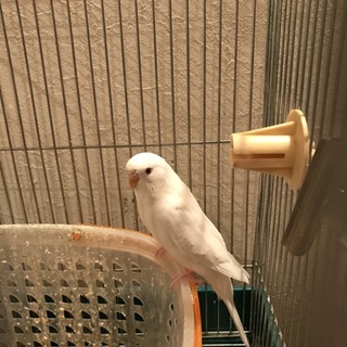 ありがとうございました