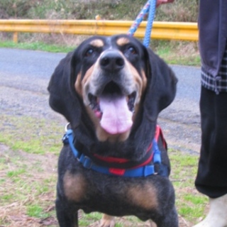 クーンハウンド系ミックス　大事にしてくださる方