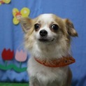 人懐っこくて多頭飼いも可能なちえちゃんです！