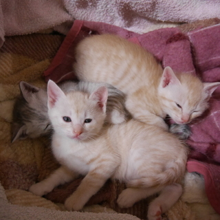 茶トラの子猫二匹