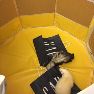 カナディアンフェレットのオス2匹です