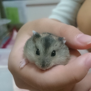 ハムスターの赤ちゃん