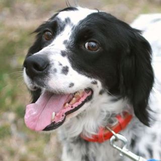 甘えん坊セッターちーちゃん