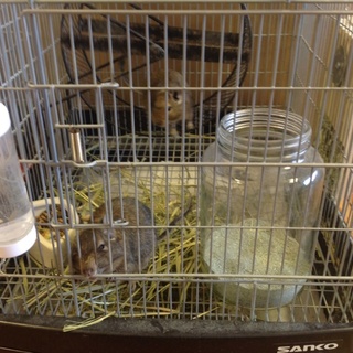 募集停止中　デグーの親子（母、娘）里親さん募集中