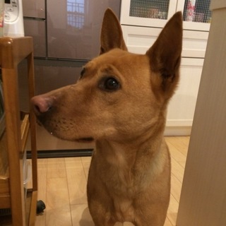 おとなしくて素敵な女の子⭐︎里親さん募集⭐︎