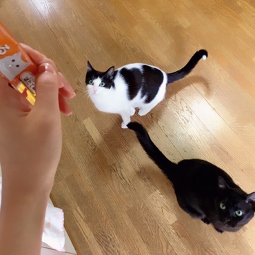 あっ！ちゅーるだ！ 2017.4