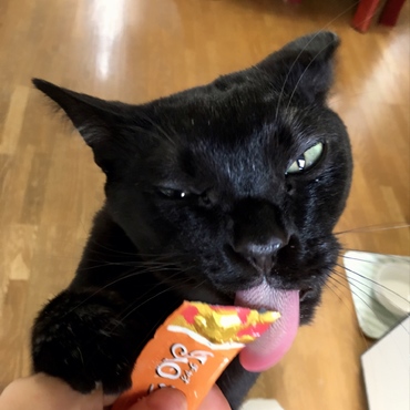 ブサカワだドン！ 2017.4