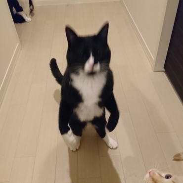 ラスボス感が凄いこのクック。勝てる気がしない…けれども、ここを越えないとリビングに到達出来ない我が家。市場で懐柔アイテム"ちゅ〜る"をゲットするしか策はないのかっ…！？