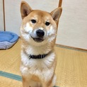 １歳５ヶ月の柴犬、男の子です。