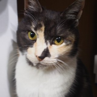 一旦停止☆むーちゃん☆