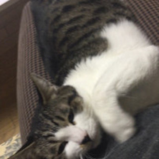 大人しく膝に上がる甘えっ子 みやちゃん