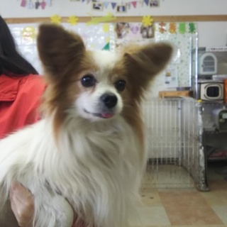 活発で甘えん坊のパピヨン