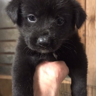 ありがとうございます。チェリーちゃん☆