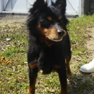 和犬？洋犬？サラサラ毛並みのおじいちゃん