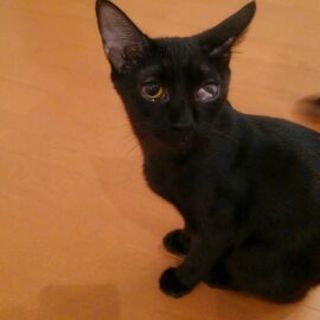 大口猫の会「ちょこ」