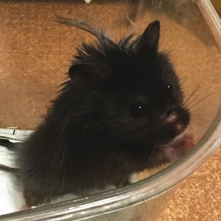 ハムスター里親募集
