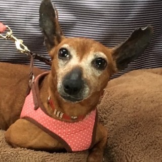 Mピンシャーの瞳ちゃん